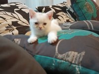 İnsan aşığı british shorthair