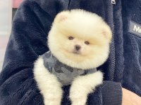 Pomeranian Boo Köpeğimiz