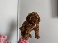 TOY POODLE 3 ERKEK ADANA