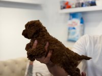 Kore Toy Poodle Bebekler Sahibini Bekliyor