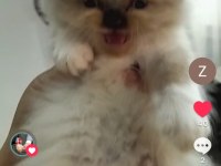 Mavi göz erkek kırık kulak scottish fold 2.5 aylık
