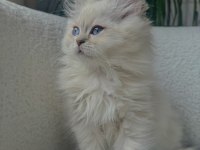 British longhair golden point