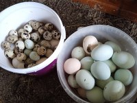 KULUÇKALIK YUMURTA