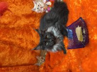 Gri yele maine coon isteyenler
