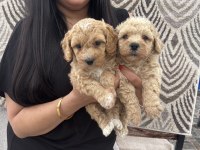 Safkan apricot toy poodle yavrularım