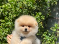 Pomeranian boo teacup yavru bebekler