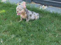 French bulldog köpeğimiz