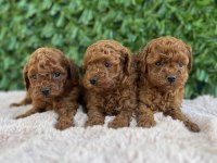 Birbirinden güzel üst kalite toy poodle bebekler