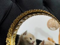 Rezerveye açık dişi british longhair yavrular