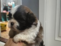 Shih tzu şitzu yavruları