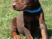 A şecereli dev erkek doberman