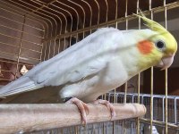 Yavru Lutino Sultan Papağanı