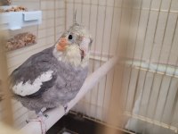 5 Aylık Konuşan Sultan Papağanı Erkek