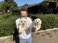 Maltese Terrier Yavrularımız