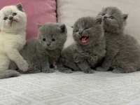 Cins British Shorthair Yavrularımız Yuvalarını Arıyor