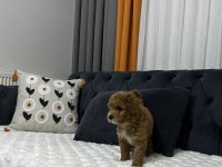 toy poodle ev ortamından