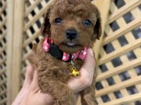 Mükemmel Güzellikte Teacup Poodle Yavrular
