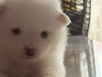2 Aylık Pomeranian Alman Spitz