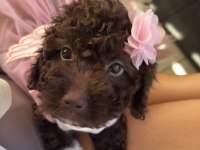 Poodle 5 aylık erkek