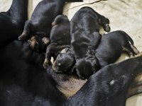 Doberman Yavrularımız
