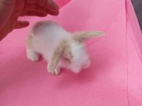 Hollanda Teddy Lop Tavşan Yavruları