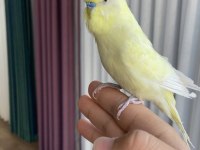 Konuşan muhabbet kuşu elden koldan asla inmez