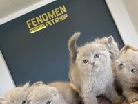 SCOTTISH FOLD YAVRULAR BRITISH YAVRULAR ANKARA 
