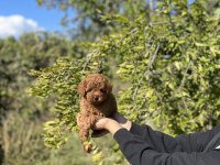 Kore Kan Toy Poodle Bebekler