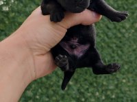 Emniyetten Safkan Koyu Maskeli Malinois Yavrular