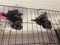 Dişi gold küt burun yorkshire terrier