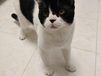 Kedimize Acil Yuva Aranıyor