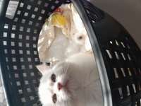 British shorthair kedilerimiz evcimen oyuncudur