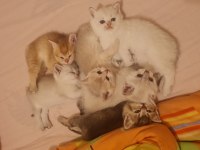 7 kardeş kedimizi sahiplendirme 1 erkek 6 dişi