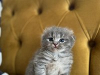 YAVRU SCOTTİSH FOLD KEDİLER