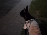 Erkek french bulldog