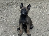 A Kalite Belçika Malinois Yavrular