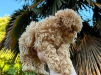 Ayıcık Surat Light Apricot Toy Poodle Bebeğim