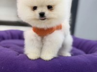 400 GR TAM TEACUP BOY ORJİNAL BEYAZ POMERANİAN YAVRUMUZ