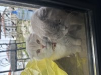 Scottish fold kedimiz