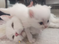 Sevimli british shorthair bebeklerimiz sahiplendirilecek