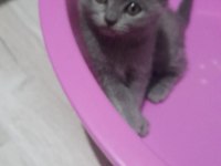 Dişi erkek mevcut british shorthair