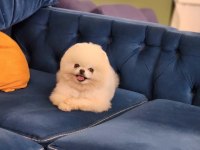 KARBEYAZ 1 YAŞ TEACUP ERKEK POMERANİAN