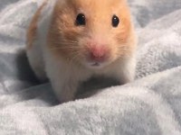 Hamster Yavru Yerinde Ve Heryere Gönderim