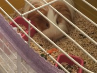 uzun tüylü guinea pig
