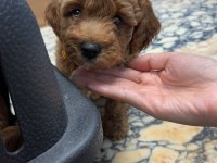 Kore yavrusu a kalite orjinal toy poodle yavrular