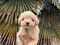 Saf Kan Kore Maltipoo Yavrumuz Yeni Yuvasına Hazır