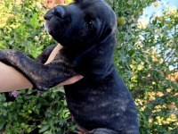 Cane corso yavrular ırk sağlık garantili