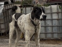 Ala 8 aylık erkek dev rus köpeğimiz