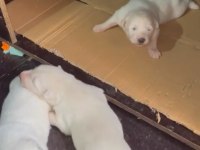 Ev doğumlu orjinal beyaz alman çoban köpeği yavrular