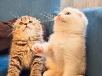Yüzde yüz safkan scottish fold yavrular
